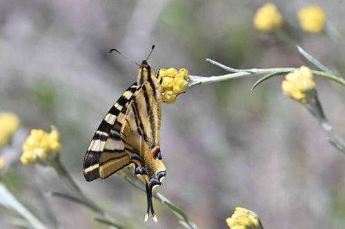 Voilier blanc (Iphiclides feisthamelii)