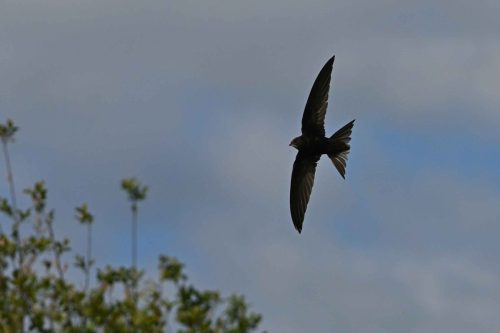 Martinet noir