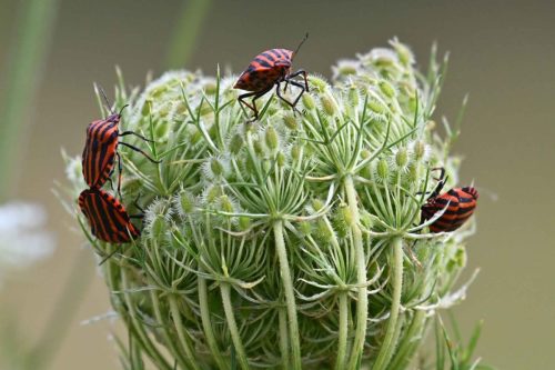 Punaises arlequins (Graphosoma italicum)