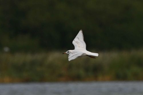 Mouette rieuse