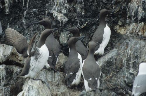 Guillemots de troïl