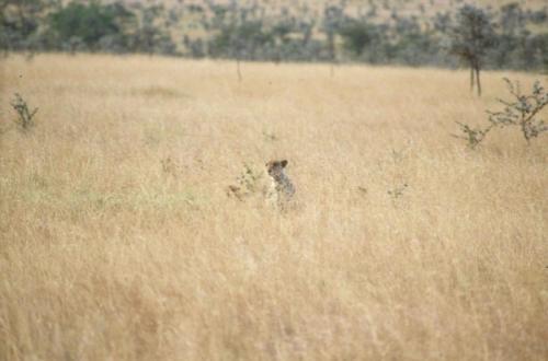Kenya - Réserve de Masaï-Mara - Guépards