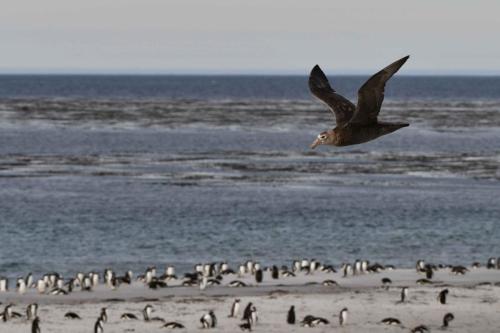 Pétrel géant