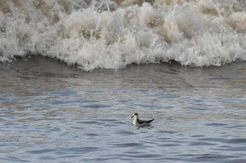 Phalarope à bec large