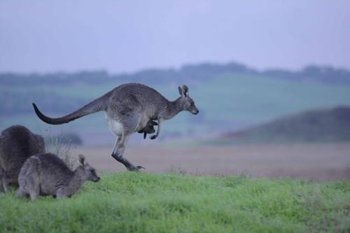 Kangourous dans le camping