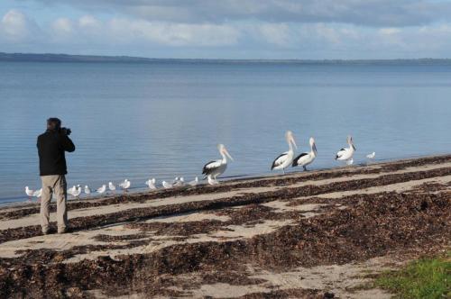 Les pélicans sont peu farouches et se laissent approcher assez facilement