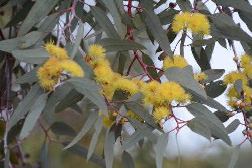 Jardin botanique des déserts arides australiens