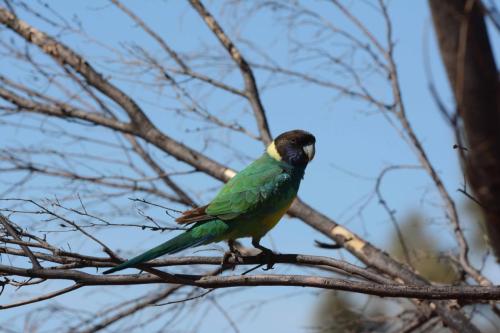 Perruche à collier jaune