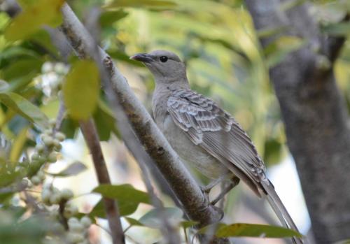 Jardinier à nuque rose