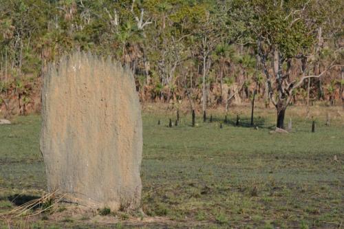 Termitières de termites magnétiques qui construisent sur l'axe nord-sud