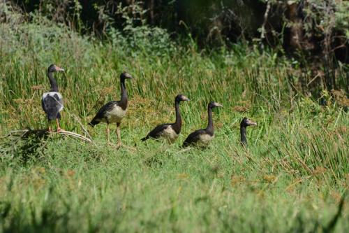 Canaroies semipalmées