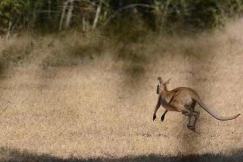 Wallaby agile