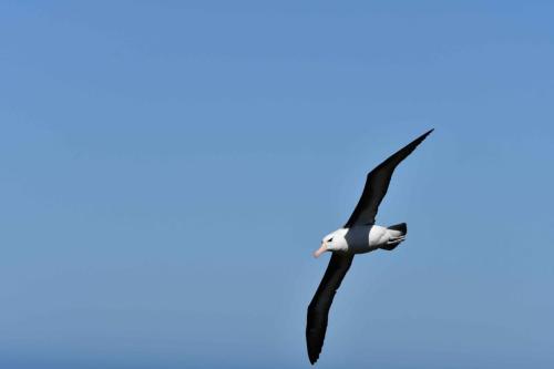 Albatros à sourcils noirs
