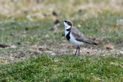 Gravelot des Falkland