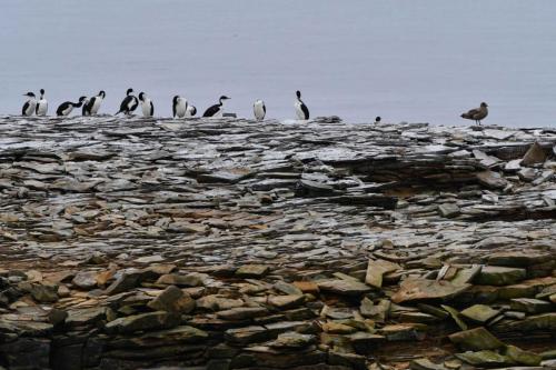 Cormorans impériaux et labbe antarctique