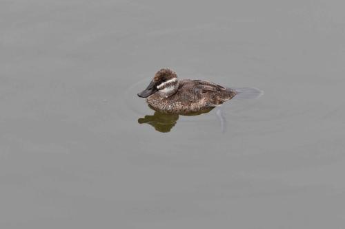 Érismature ornée (femelle)