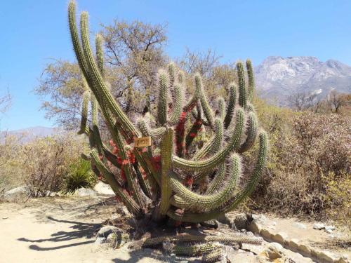 Cactus (Echinopsis chiloensis)