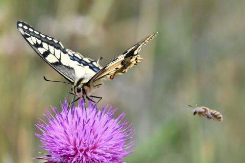 Machaon (Papilio machaon)