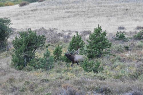 Wapiti