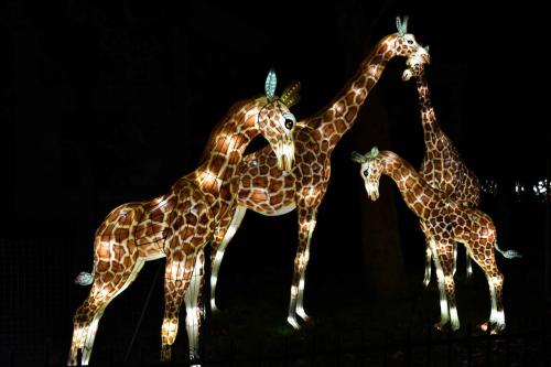 Girafes