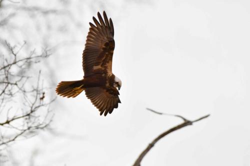 Busard des roseaux (femelle)