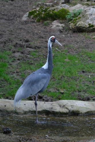 Grue à cou blanc