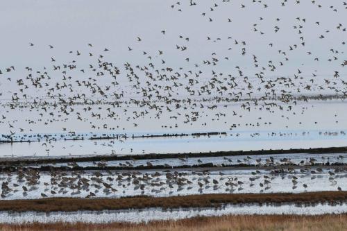 De Schorren, pluviers dorés, courlis cendrés, tadornes, canards ...