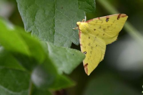 Citronnelle rouillée