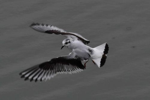 Mouette pygmée (1ère année)