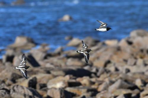 Tournepierres à collier