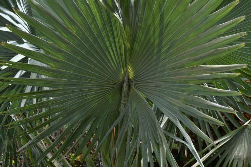 Palmier bleu