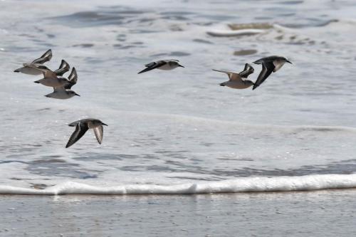 Bécasseaux sanderlings