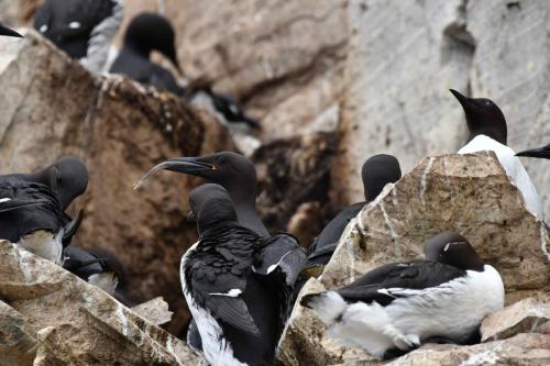 Guillemots de Troïl