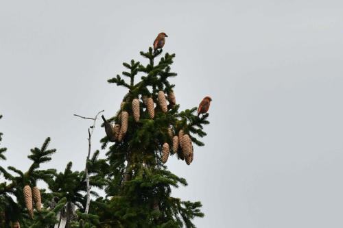 Becs-croisés des sapins