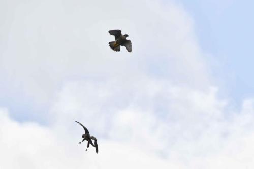 Faucon pélerin et buse variable