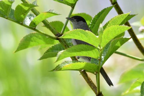 Fauvette à tête noire