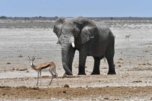 Elephant de savane et springboks