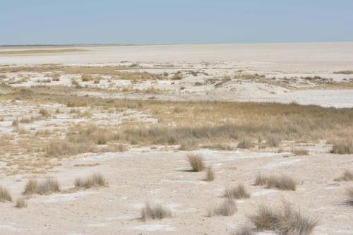 Sur le bord du Pan, immense dépression (5000 km2) parfois inondée