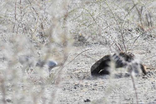 Ratel et autours chanteurs