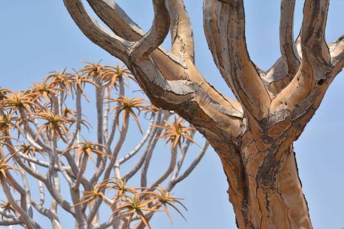 Quiver tree forest
