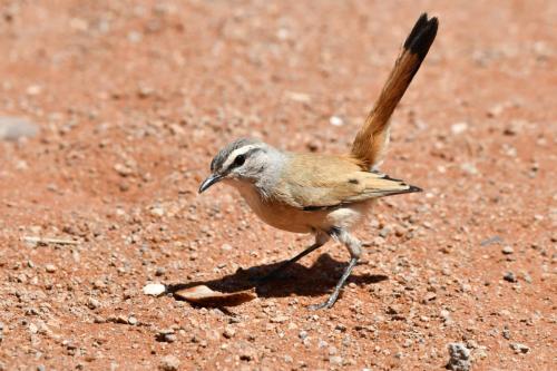 Agrobate du Kalahari