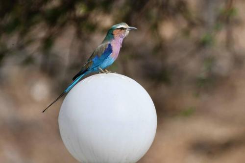 Rollier à longs brins