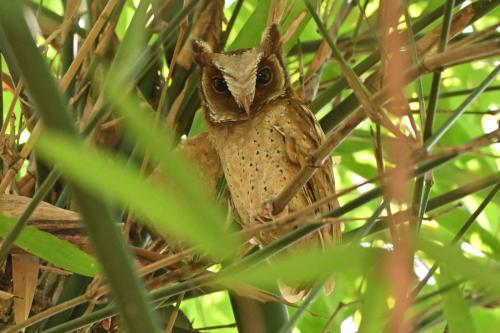 Petit-duc à front blanc