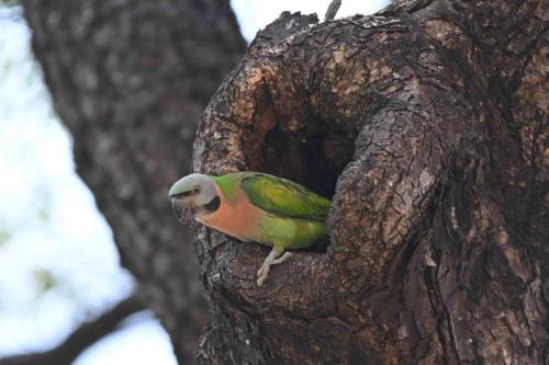 Perruche à moustaches