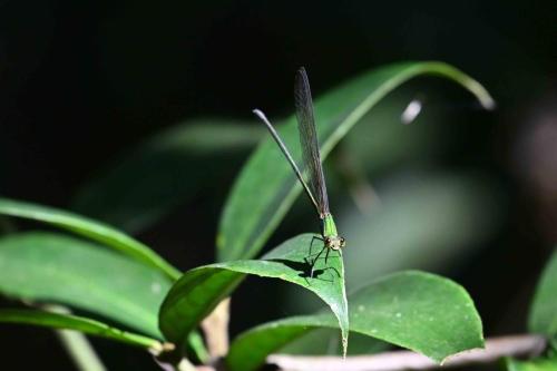 Vestalis gracilis