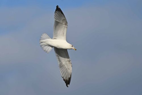 Goéland leucophée