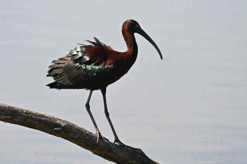 Ibis falcinelle