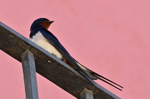Hirondelle rustique