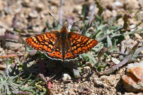 Damier de la succise (Euphydryas aurinia beckeri)