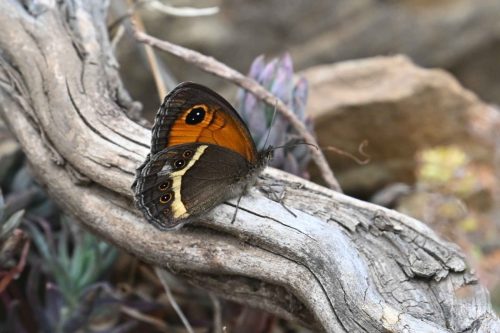 Tityre (Pyronia bathseba)